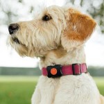 Pet Sounds: Canine Tech at CES