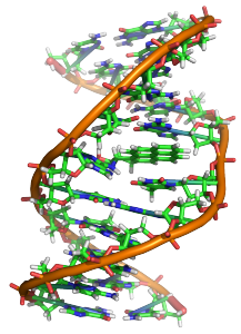 Benzopyrene_DNA_adduct_1JDG