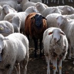 IoS: The Internet of Sheep